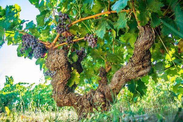 Bodegas Familia Escudero. Vino, Cava, Vermouth y Aceite.